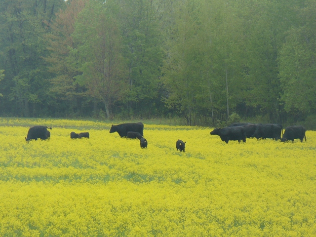 copyofcowsinfield002.jpg