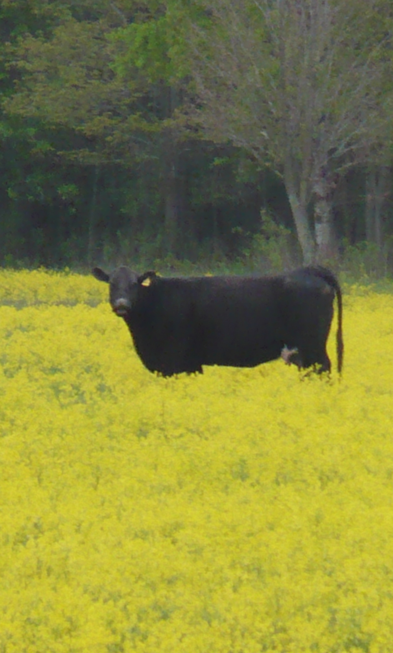 copyofcowsinfield024.jpg